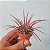 Bromélia Tillandsia ionantha - 7cm - Imagem 2