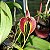 Bulbophyllum blumei - Adulto - Imagem 2