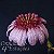 Bulbophyllum eberhardtii - Nbs - Imagem 2