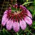 Bulbophyllum eberhardtii - Nbs - Imagem 1