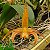 Bulbophyllum polystictum - Adulta - Imagem 1