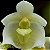 Bulbophyllum santossi - Adulto - Imagem 1