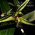 Bulbophyllum septemtrionale - Adulto - Imagem 1