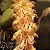 Orquídea Bulbophyllum careyanum - Adulta - Imagem 3