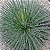 Agave Palito - Agave geminiflora - Imagem 1