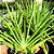 Babosa - Aloe vera - 25 Centímetros - Imagem 2