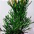 Cacto Euphorbia - 50cm - Imagem 2