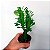 Cacto Euphorbia Trigona - Imagem 2