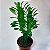 Cacto Euphorbia Trigona - Imagem 1