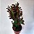 Cacto Euphorbia Trigona Rubra - Imagem 1