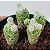 Cacto Mammillaria gracilis - Imagem 1