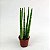 Sansevieria Espada Torre Mini - Imagem 1