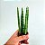 Sansevieria Espada Torre Mini - Imagem 2