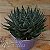 Suculenta Aloe aristata - Imagem 1