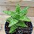 Suculenta Aloe Juvena - Imagem 1