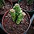 Suculenta Crassula rupestris - Imagem 1