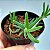 Suculenta Delosperma cooperi - Imagem 1