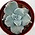 Suculenta Echeveria 'Crispate Beauty' - Imagem 1