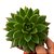 Suculenta Echeveria Agavoides - Imagem 1