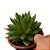 Suculenta Echeveria Agavoides - Imagem 2
