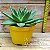 Suculenta Echeveria Agavoides - Imagem 2