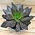 Suculenta Echeveria Black Prince - Imagem 1