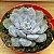 Suculenta Echeveria Orion - Imagem 1