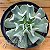 Suculenta Echeveria runyonii 'Topsy Turvy' - Imagem 1