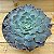 Suculenta Echeveria Shaviana - Imagem 1