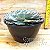 Suculenta Echeveria Shaviana - Imagem 2