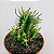 Suculenta Euphorbia 02 - Imagem 1