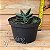 Suculenta Gasteria gracilis - Imagem 2