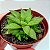 Suculenta Haworthia marumiana - Imagem 2