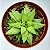 Suculenta Haworthia marumiana - Imagem 1