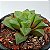 Suculenta Haworthia retusa - Imagem 1