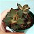 Suculenta Kalanchoe tomentosa "Chocolate" - Imagem 1
