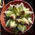 Suculenta Pachyphytum Compactum Cristata - Imagem 1