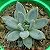 Suculenta Pachyphytum hookeri - Imagem 1