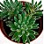 Suculenta Sinocrassula Yunnanesis - Imagem 4