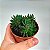 Suculenta Sinocrassula Yunnanesis - Imagem 2