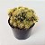 Cacto Mammillaria prolifera - Imagem 1