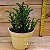 Suculenta Crassula lycopodium - Imagem 2