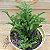 Suculenta Crassula lycopodium - Imagem 1