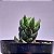 Suculenta Haworthia pumila - Imagem 2