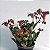 Suculenta Kalanchoe Wendy - NBS - Imagem 2