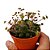 Suculenta Monanthes polyphylla - Imagem 1
