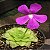 Suculenta Pinguicula Sethos - Imagem 1