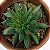 Suculenta Sempervivum Odithy - Imagem 1