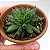 Suculenta Sempervivum Odithy - Imagem 2