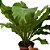 Asplênio - Asplenium nidus - Imagem 1